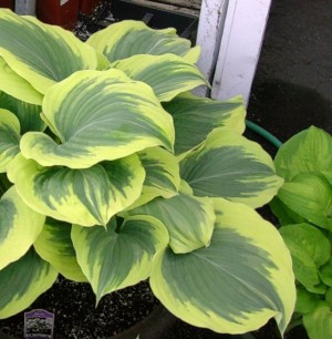 Funkia ‘Liberty’ (Hosta)